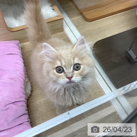 ブリティッシュロングヘアの写真