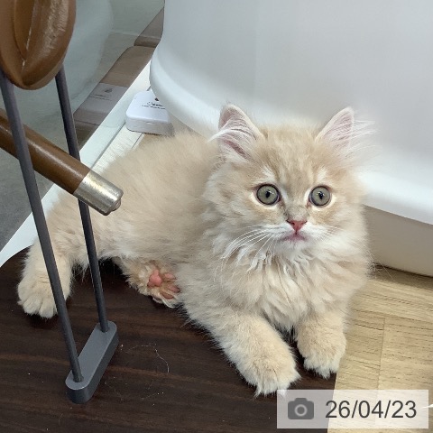 ブリティッシュロングヘアの写真