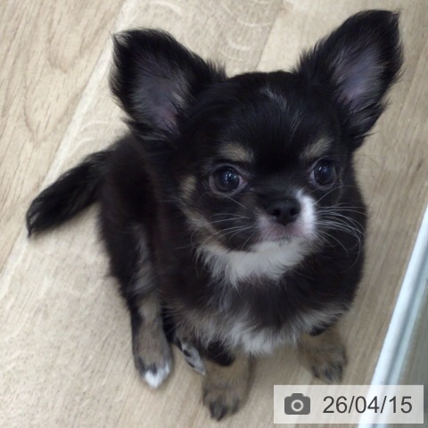 岐阜県のチワワ(ロング) (ペットプラス 各務原店/2026年2月12日生まれ/女の子/ブラックタンホワイト)の子犬の4枚目の画像