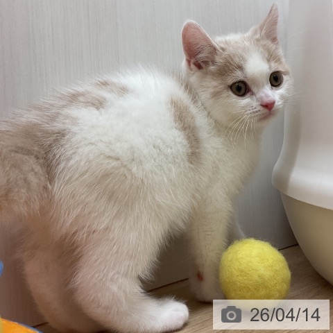 ブリティッシュショートヘアの写真