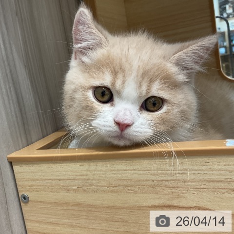 ブリティッシュショートヘアの写真