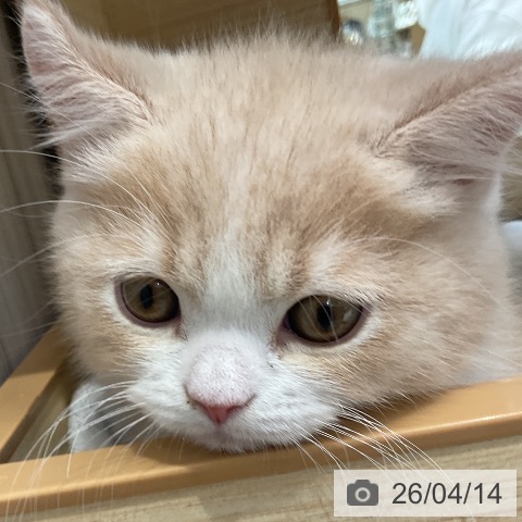 ブリティッシュショートヘアの写真