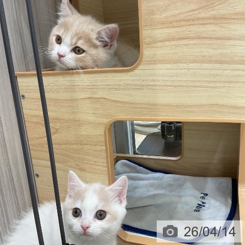 ブリティッシュショートヘアの写真