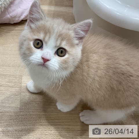 ブリティッシュショートヘアの写真