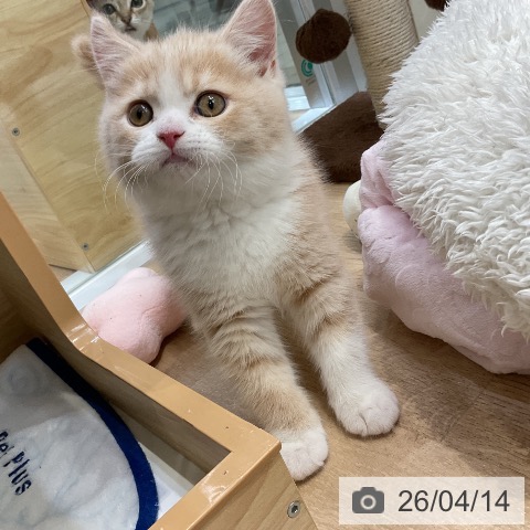 ブリティッシュショートヘアの写真