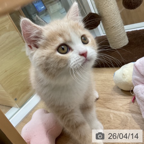 ブリティッシュショートヘアの写真