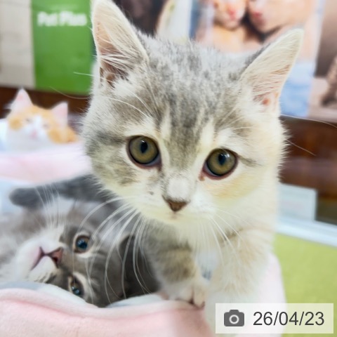 京都府のブリティッシュショートヘアー (ペットプラス 京都桂川店/2026年2月11日生まれ/女の子/ブルーパッチドタビーホワイト)の子猫の4枚目の画像