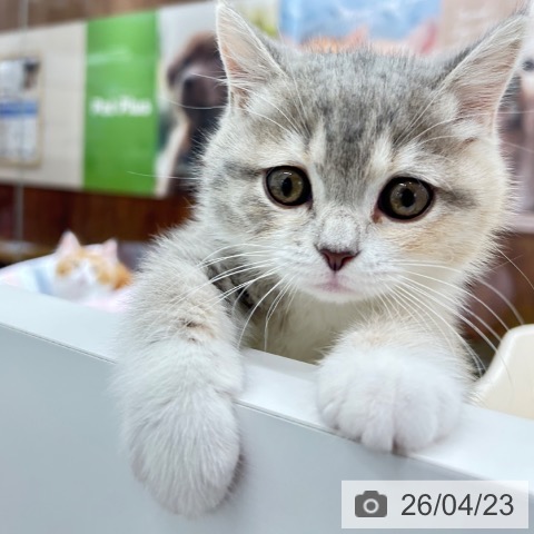 京都府のブリティッシュショートヘアー (ペットプラス 京都桂川店/2026年2月11日生まれ/女の子/ブルーパッチドタビーホワイト)の子猫の3枚目の画像