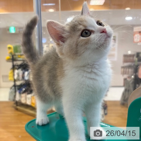 ブリティッシュショートヘアの写真