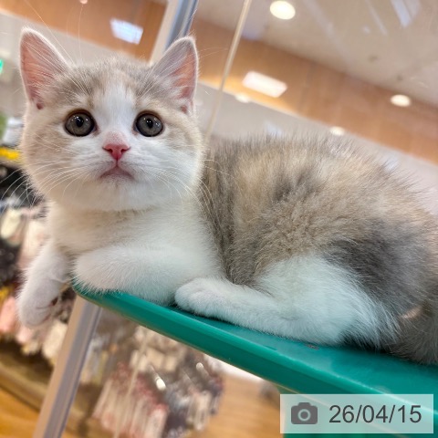 ブリティッシュショートヘアの写真