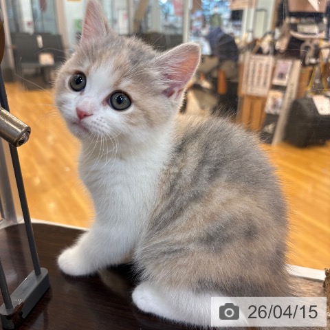 ブリティッシュショートヘアの写真