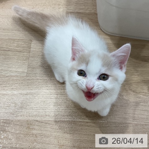 マンチカンの写真