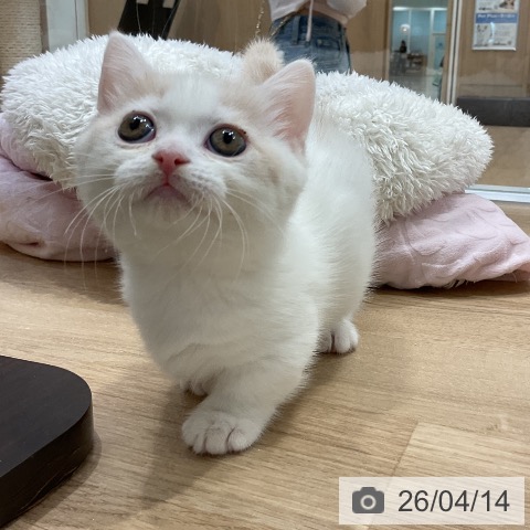 マンチカンの写真