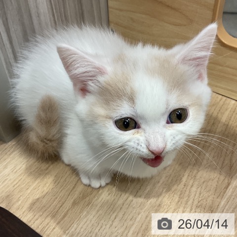 マンチカンの写真