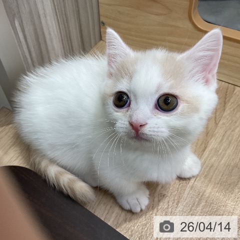 マンチカンの写真