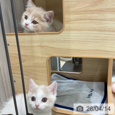 マンチカンの写真