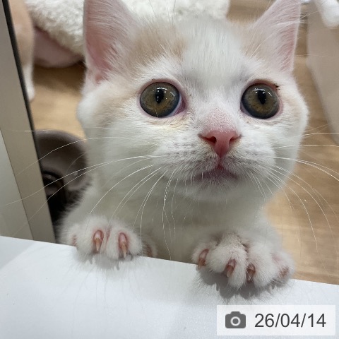 マンチカンの写真