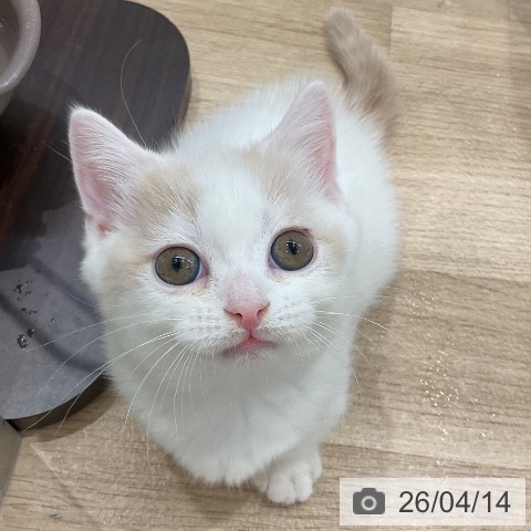 マンチカンの写真