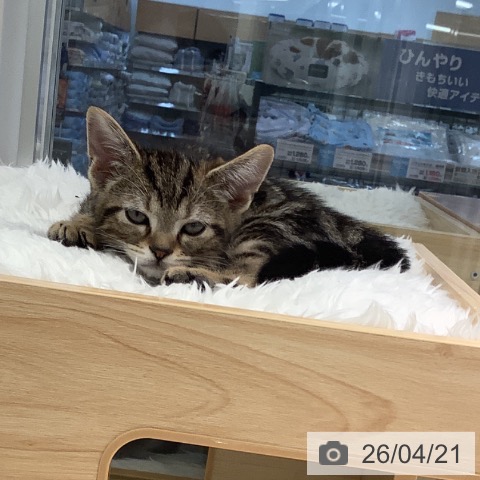大阪府のアメリカンショートヘアー (ペットプラス りんくう泉南店/2026年2月6日生まれ/男の子/ブラウンタビー)の子猫の4枚目の画像