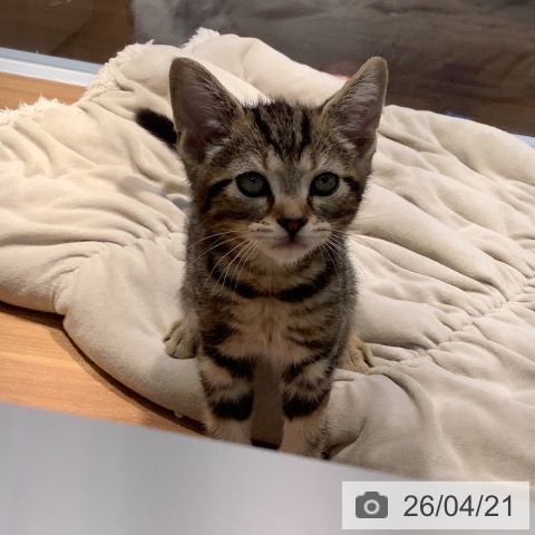 大阪府のアメリカンショートヘアー (ペットプラス りんくう泉南店/2026年2月6日生まれ/男の子/ブラウンタビー)の子猫の3枚目の画像