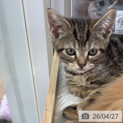 大阪府のアメリカンショートヘアー (ペットプラス りんくう泉南店/2026年2月6日生まれ/男の子/ブラウンタビー)の子猫の3枚目の画像