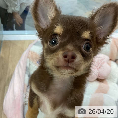 愛知県のチワワ(ロング) (ペットプラス 岡崎店/2026年2月3日生まれ/女の子/チョコレートタン)の子犬の3枚目の画像