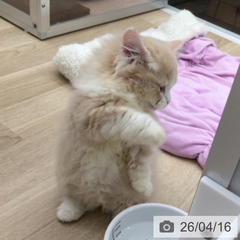 ミヌエットの写真