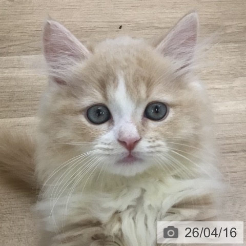 ミヌエットの写真