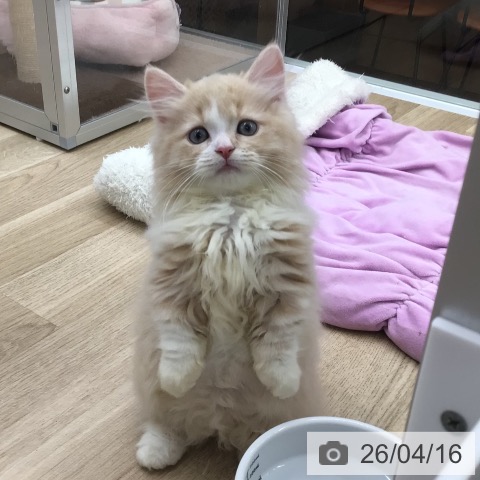 ミヌエットの写真