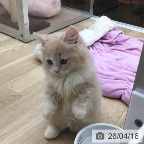 ミヌエットの写真