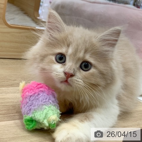 サイベリアンの写真