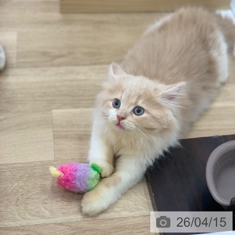 サイベリアンの写真