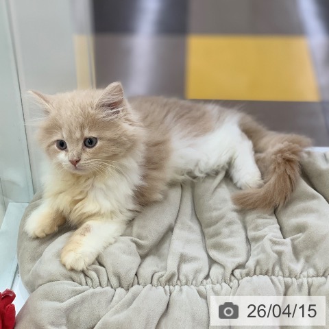 サイベリアンの写真