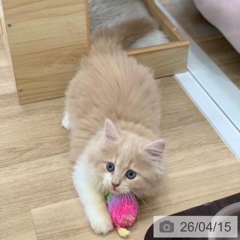 サイベリアンの写真