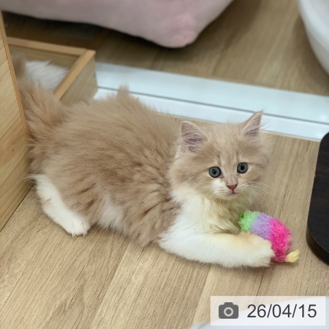 サイベリアンの写真