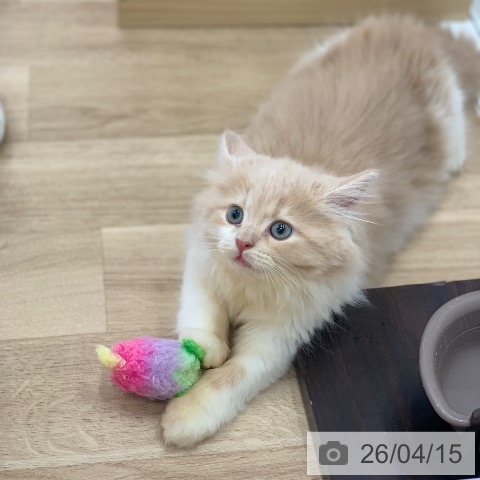 サイベリアンの写真