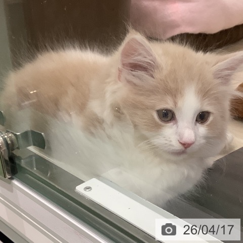 サイベリアンの写真