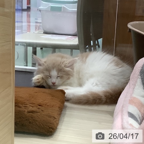 サイベリアンの写真