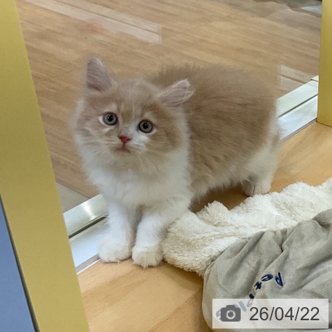 サイベリアンの写真