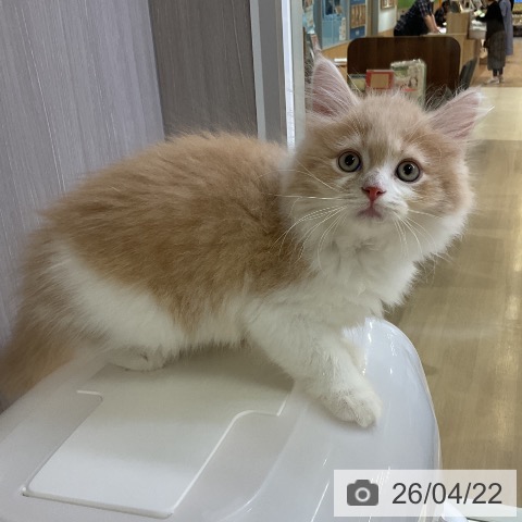 サイベリアンの写真