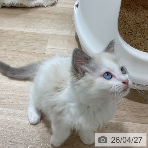 福岡県のラグドール (ペットプラス 香椎浜店/2026年2月7日生まれ/女の子/シールポイントバイカラー)の子猫の4枚目の画像