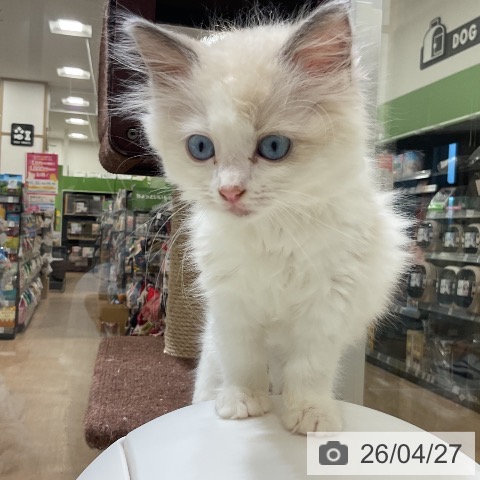 福岡県のラグドール (ペットプラス 香椎浜店/2026年2月7日生まれ/女の子/シールポイントバイカラー)の子猫の3枚目の画像