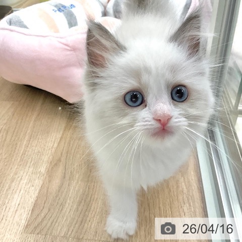 ラグドールの写真