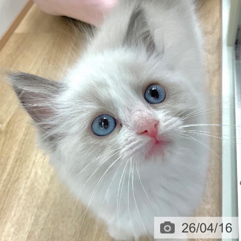 ラグドールの写真