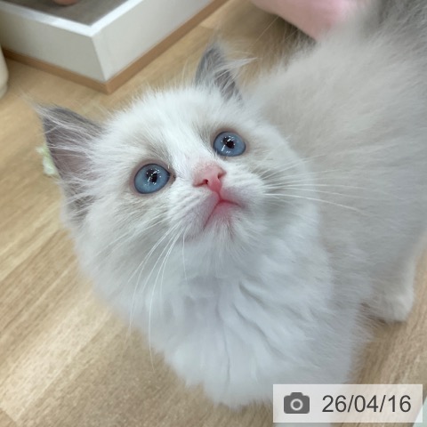 ラグドールの写真