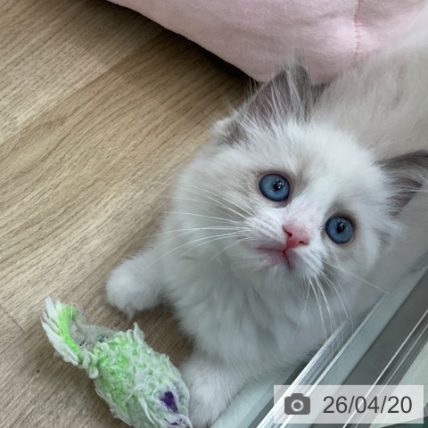 福岡県のラグドール (ペットプラス 春日店/2026年2月12日生まれ/女の子/ブルーポイントバイカラー)の子猫の3枚目の画像