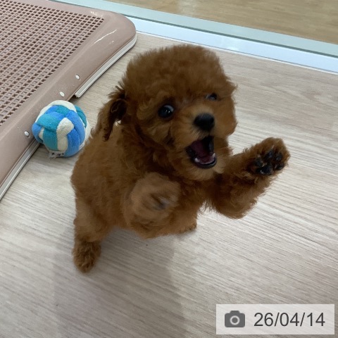 トイ・プードルの写真