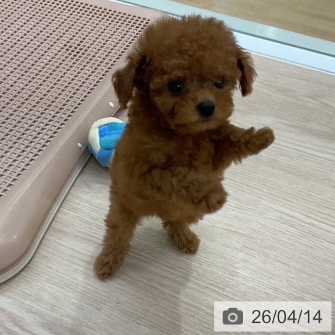 トイ・プードルの写真