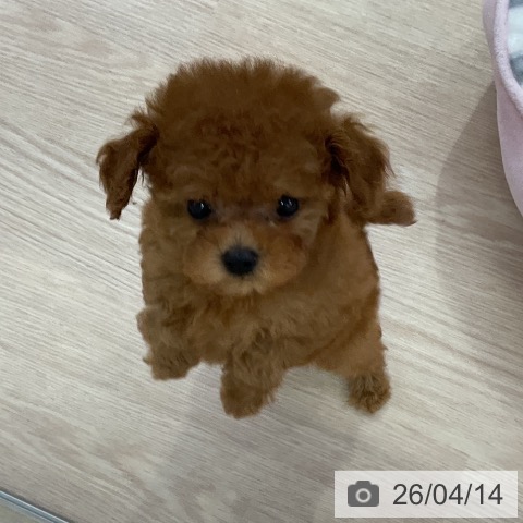 トイ・プードルの写真