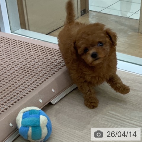 トイ・プードルの写真